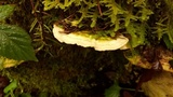 Trametes gibbosa image