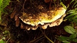 Trametes gibbosa image