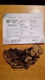 Trametes gibbosa image