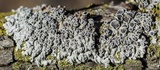 Physcia stellaris image