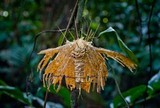 Hirsutella surinamensis image