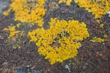 Xanthoria weberi image