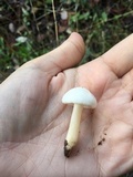 Hygrophorus eburneus image