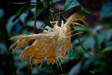 Hirsutella surinamensis image