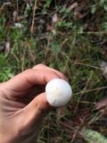 Hygrophorus eburneus image