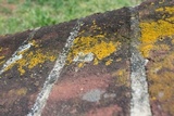 Xanthoria weberi image
