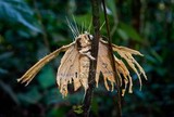 Hirsutella surinamensis image