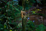 Hirsutella surinamensis image