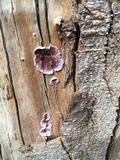 Chondrostereum purpureum image