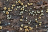 Helicogloea compressa image