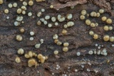 Helicogloea compressa image