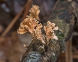 Xylaria cubensis image