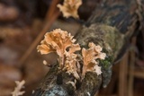 Xylaria cubensis image