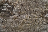 Biscogniauxia atropunctata image