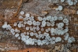 Ceratiomyxa fruticulosa var. fruticulosa image