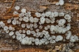 Ceratiomyxa fruticulosa var. fruticulosa image