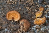 Crepidotus crocophyllus image