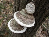 Fomitopsis ochracea image