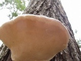 Fomitopsis ochracea image