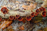 Anthracophyllum lateritium image