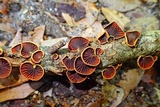 Anthracophyllum lateritium image