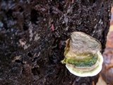 Trametes gibbosa image