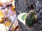 Trametes gibbosa image