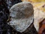 Trametes gibbosa image