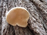 Fomitopsis ochracea image