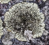 Dimelaena oreina image