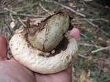 Fomitopsis ochracea image