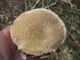Fomitopsis ochracea image