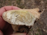 Fomitopsis ochracea image