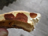 Fomitopsis ochracea image