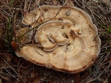 Trametes lactinea image