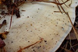 Trametes lactinea image