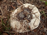 Trametes lactinea image