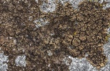 Acarospora fuscata image