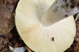 Russula ochroleucoides image