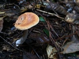 Hydnum oregonense image