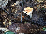 Hydnum oregonense image
