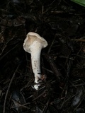 Hydnum oregonense image