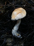 Hydnum oregonense image