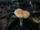 Hydnum oregonense image