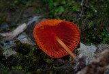 Marasmius ruber image