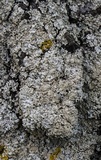 Physcia millegrana image