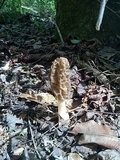Morchella sceptriformis image