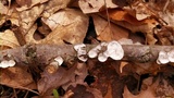 Poronidulus conchifer image