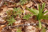Poronidulus conchifer image