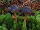 Descolea gunnii image